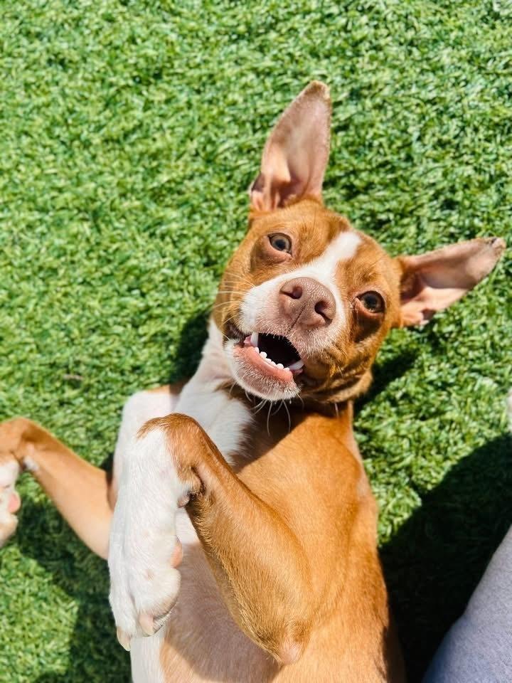 Enlarge Surrey, a Adoptable mixed breed in Irwin, PA image 2/6