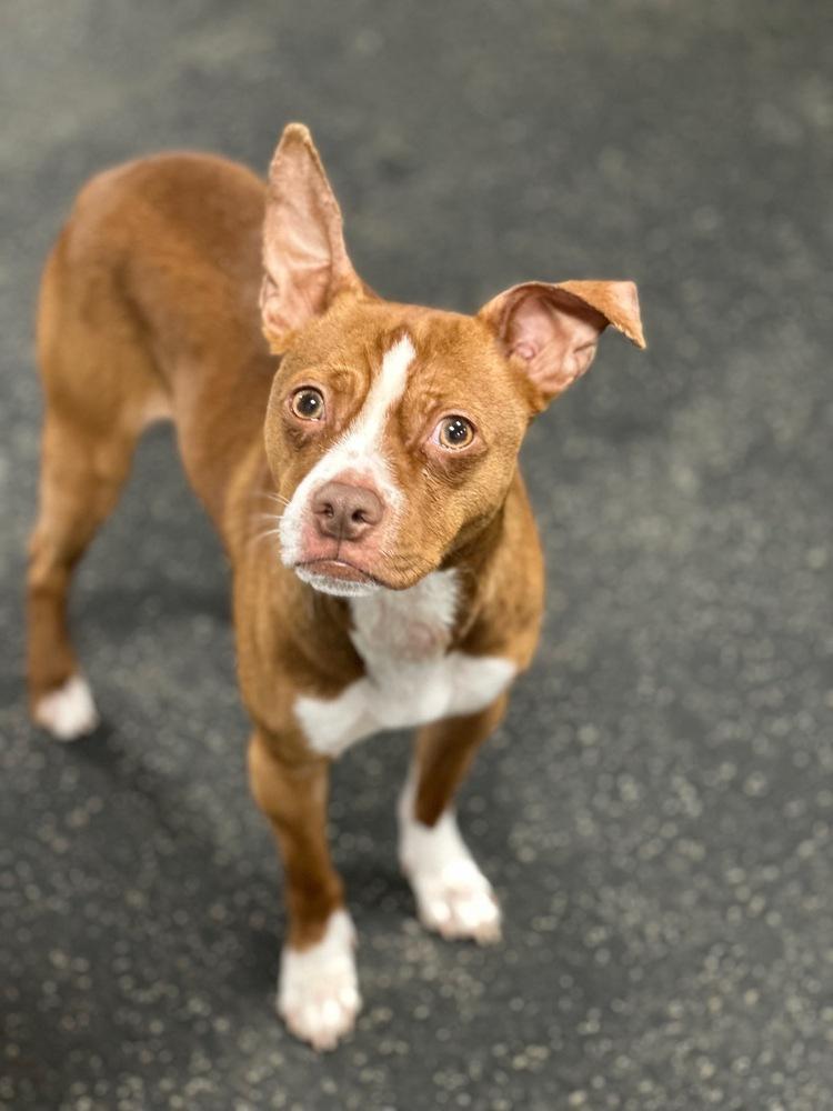 Surrey, Adoptable, Adult Male Boston Terrier & Mixed Breed.