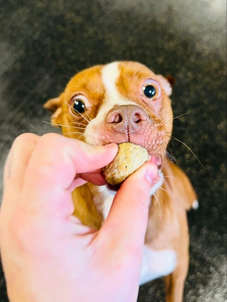 Enlarge Surrey, a Adoptable mixed breed in Irwin, PA image 5/6