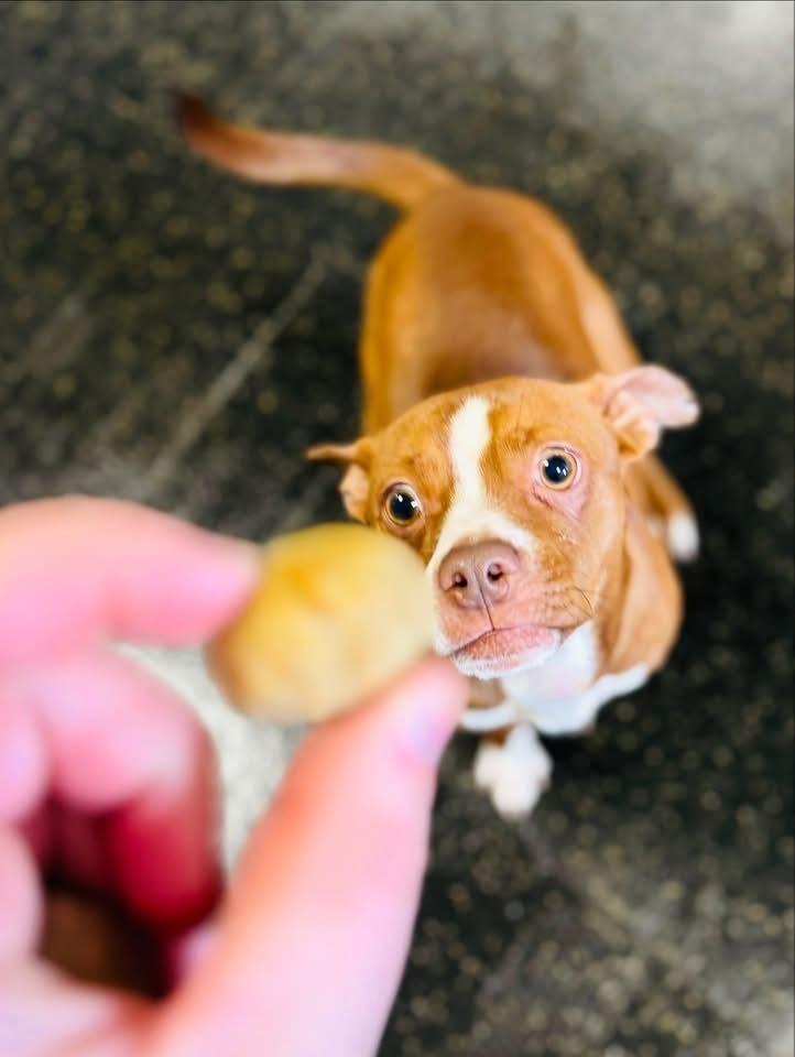 Enlarge Surrey, a Adoptable mixed breed in Irwin, PA image 6/6