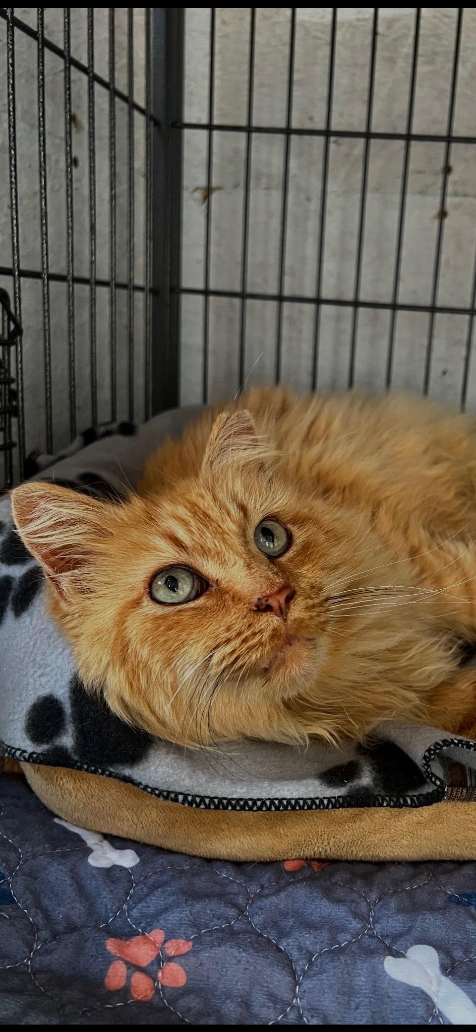 Leo, Adoptable, Young Male Domestic Long Hair.