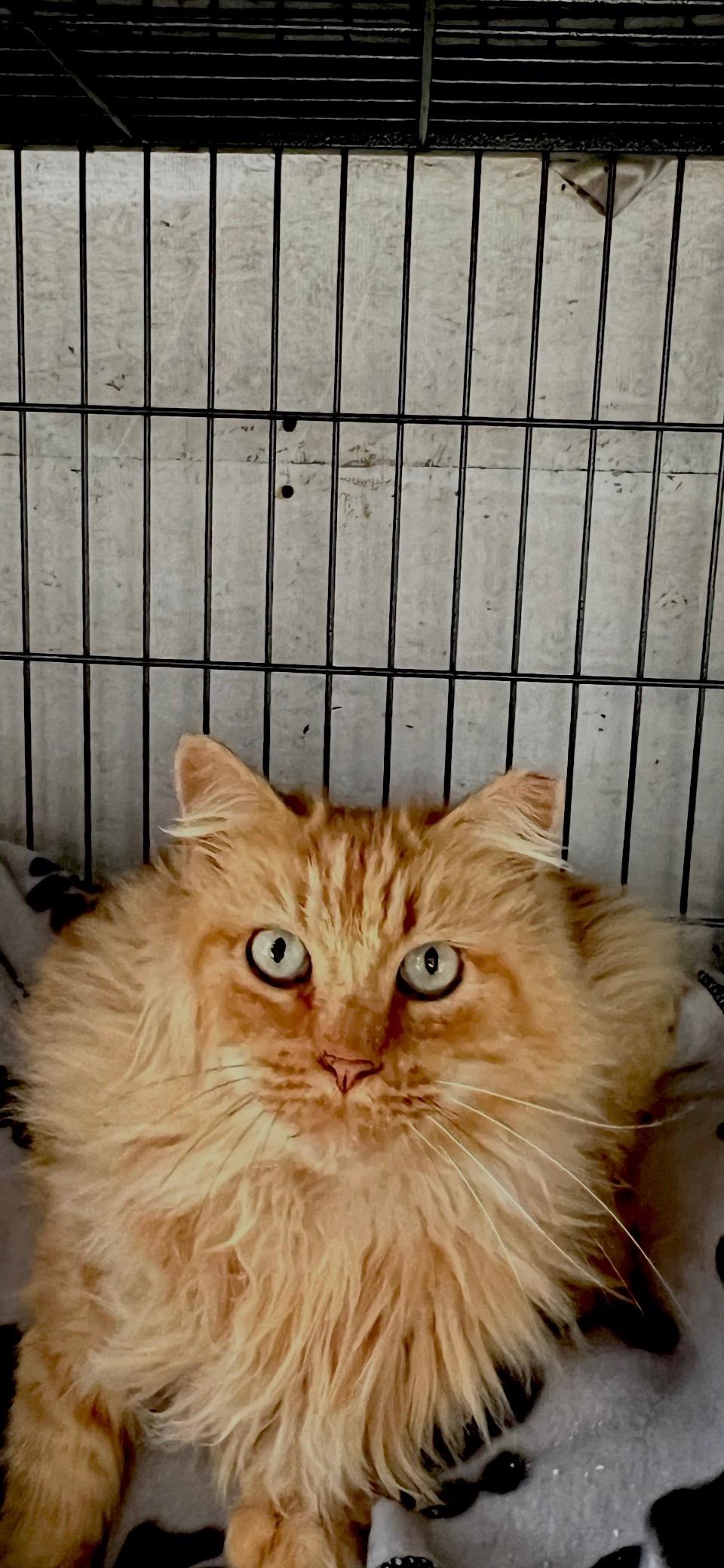 Enlarge Leo, a Adoptable Domestic Long Hair in Sneads Ferry, NC image 2/3