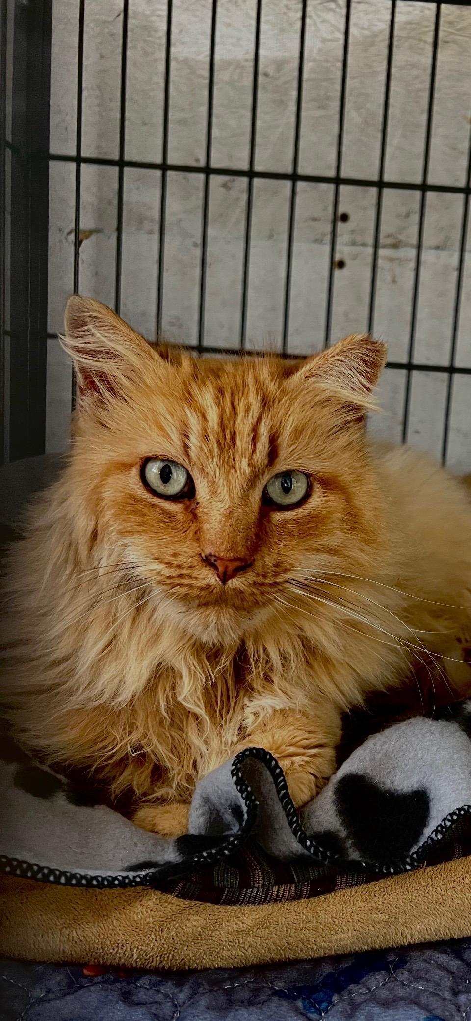 Enlarge Leo, a Adoptable Domestic Long Hair in Sneads Ferry, NC image 3/3