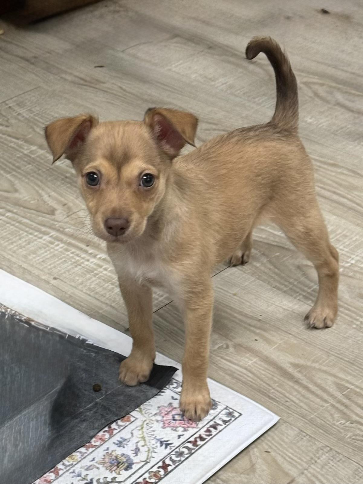 Peaches, an adopted mixed breed in Baker, LA image 4/4