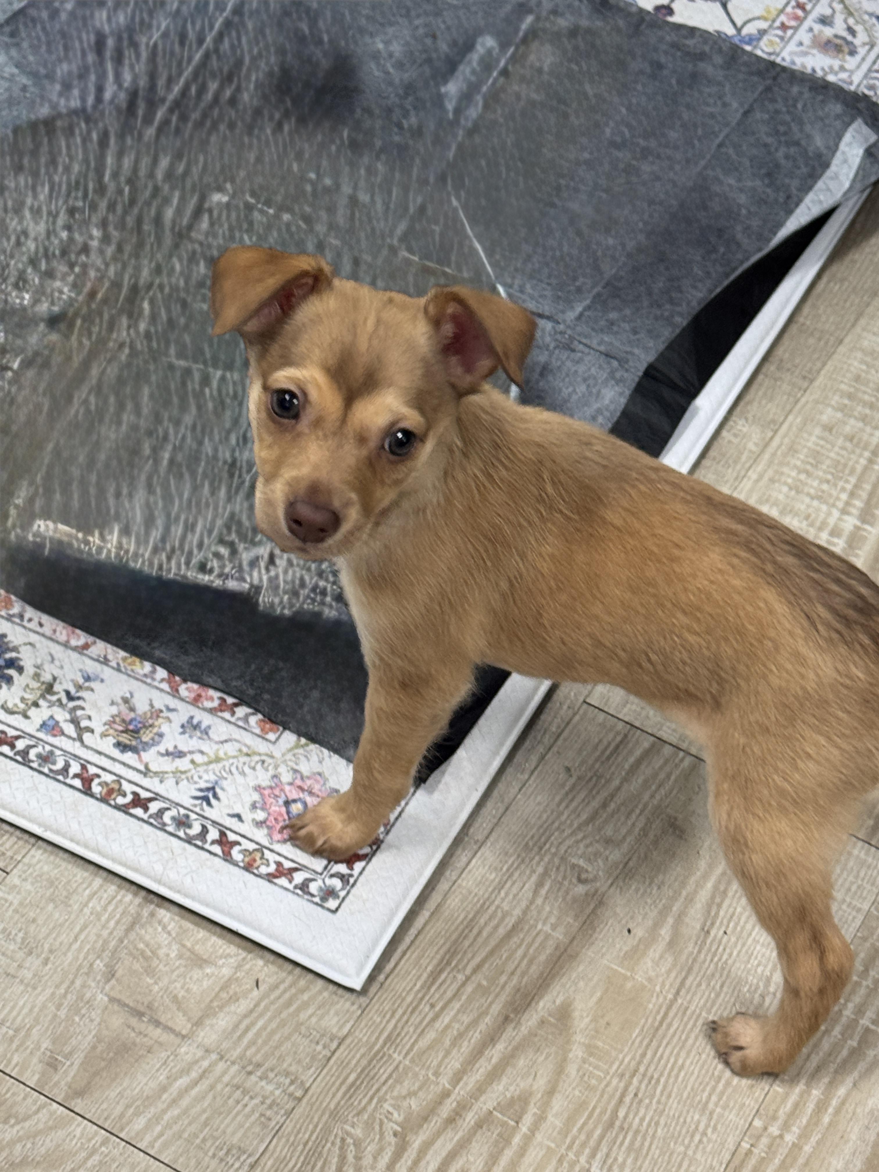 Peaches, an adopted mixed breed in Baker, LA image 3/4