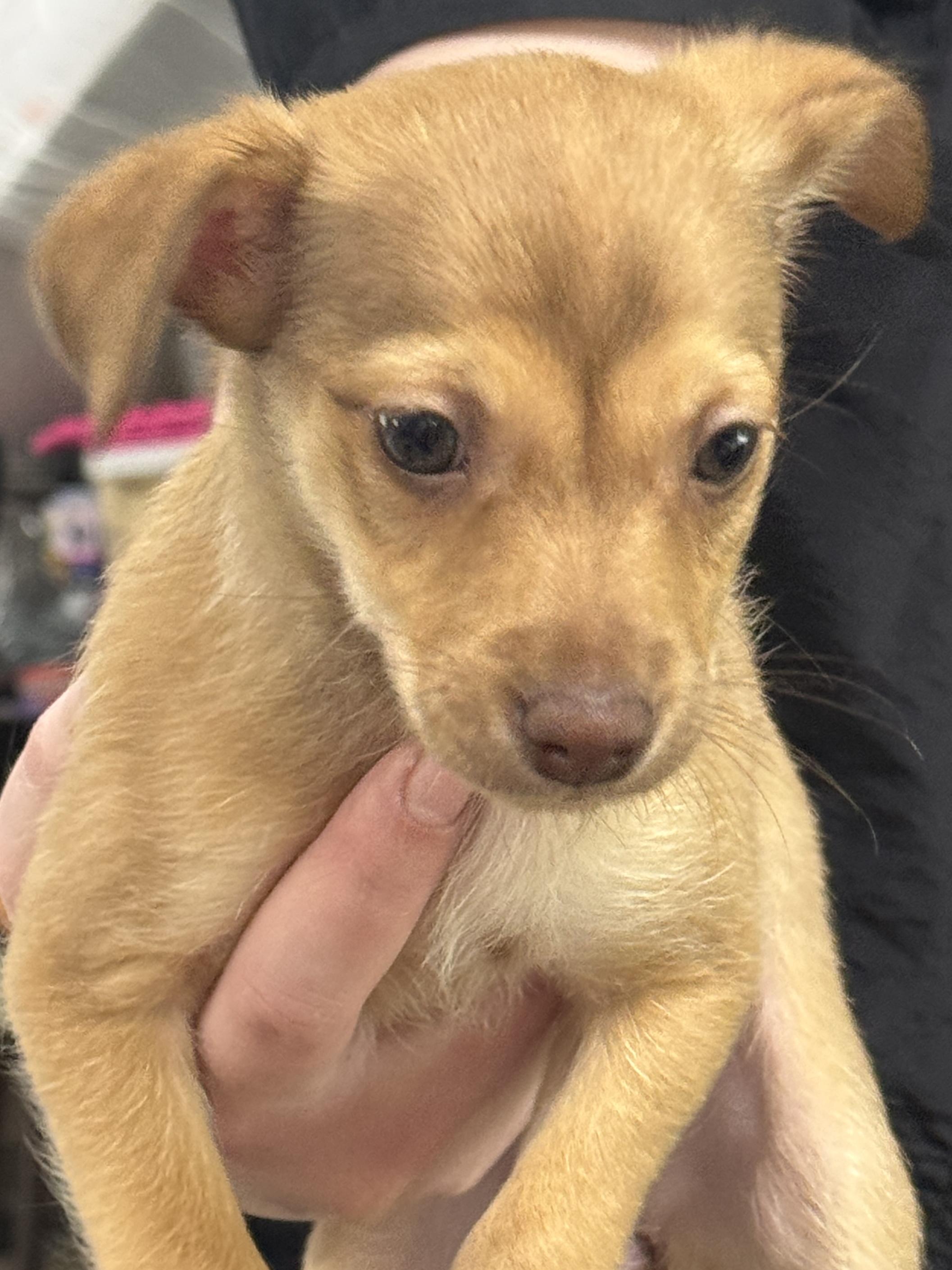 Peaches, an adopted mixed breed in Baker, LA image 2/4