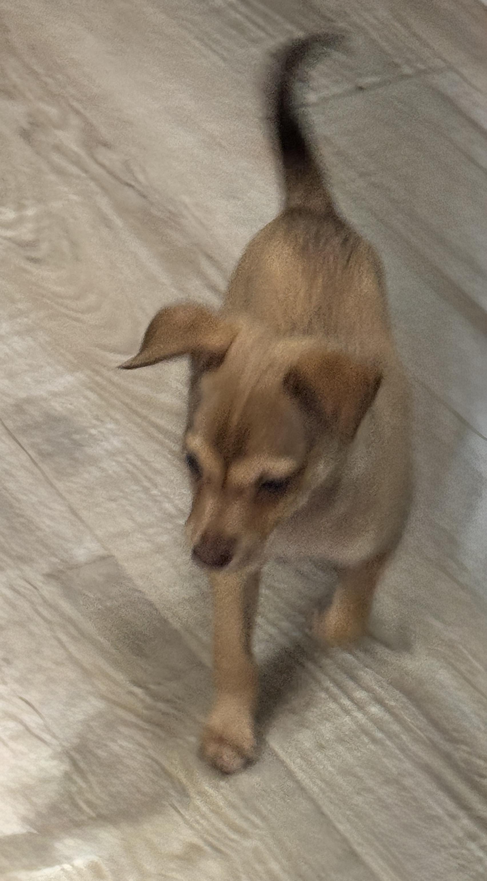 Peaches, adopted, Puppy Female Chihuahua & Rat Terrier.