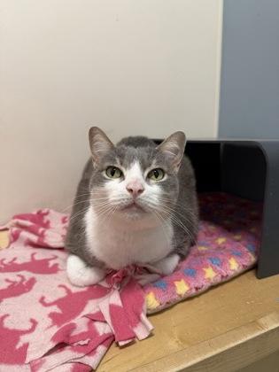 Enlarge Paxton, a Adoptable Domestic Short Hair in Chicago, IL image 1/3