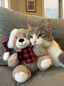 Paxton, Adoptable, Senior Male Domestic Short Hair & Domestic Short Hair.