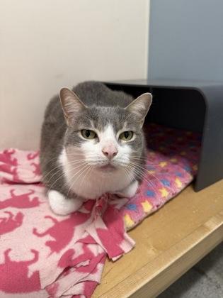 Enlarge Paxton, a Adoptable Domestic Short Hair in Chicago, IL image 2/3
