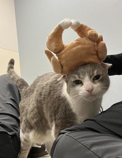 Enlarge Paxton, a Adoptable Domestic Short Hair in Chicago, IL image 3/3