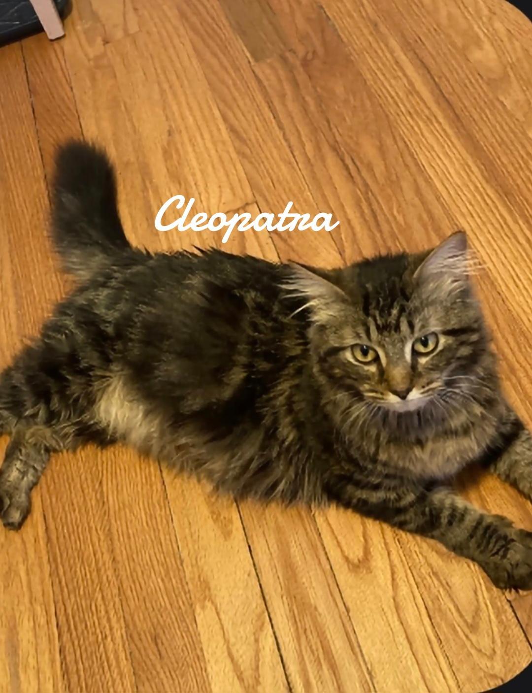 Cleopatra, Adoptable, Young Female Domestic Short Hair.