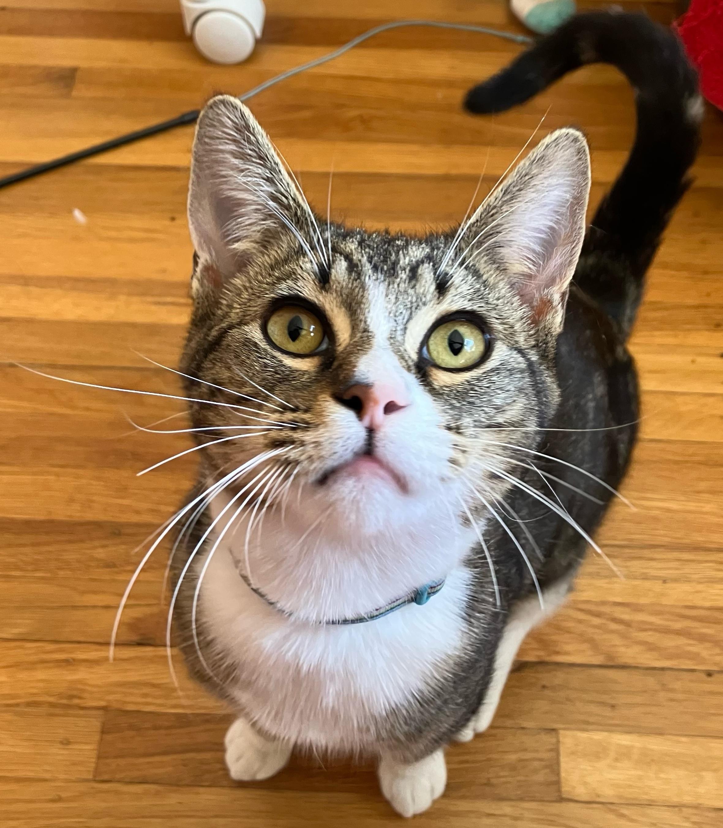 Enlarge Miloh, a Adopted Domestic Short Hair in San Francisco, CA image 1/3