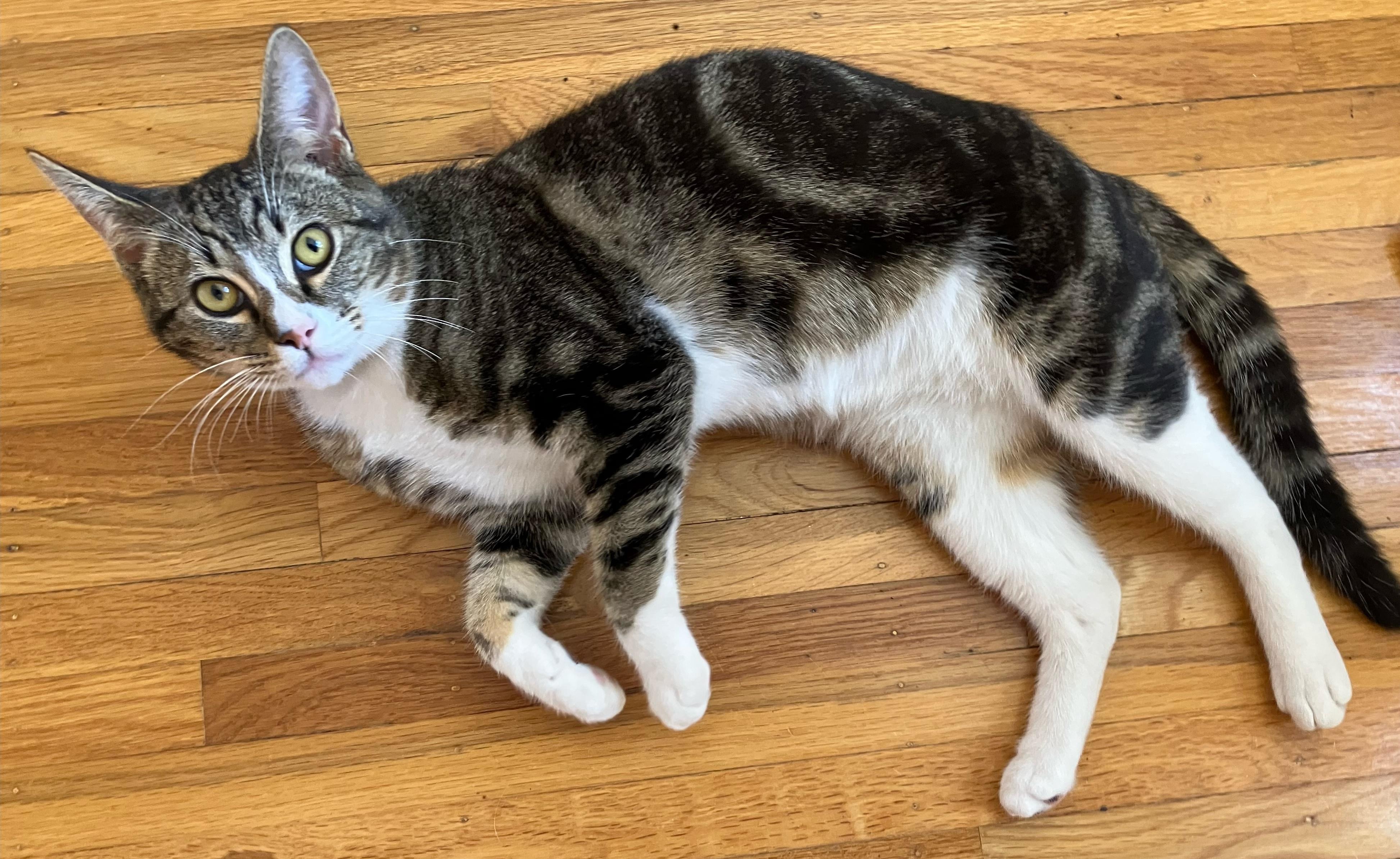 Enlarge Miloh, a Adopted Domestic Short Hair in San Francisco, CA image 2/3