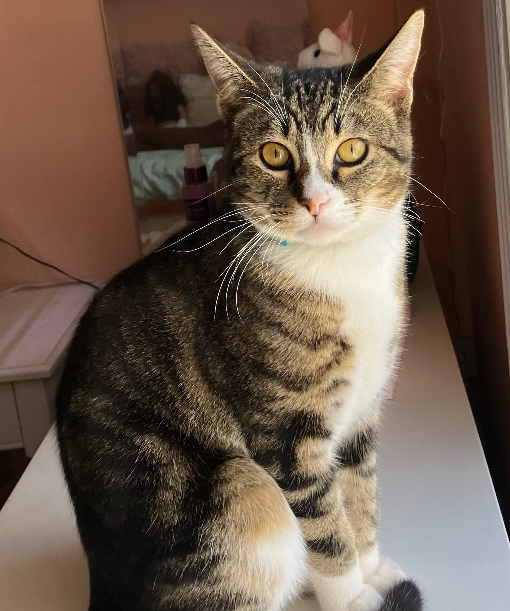 Enlarge Miloh, a Adopted Domestic Short Hair in San Francisco, CA image 3/3