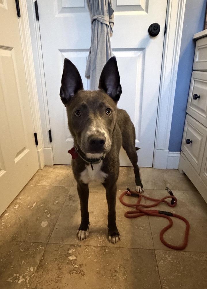 Enlarge Barnaby, a Adoptable mixed breed in Boston, MA image 1/6