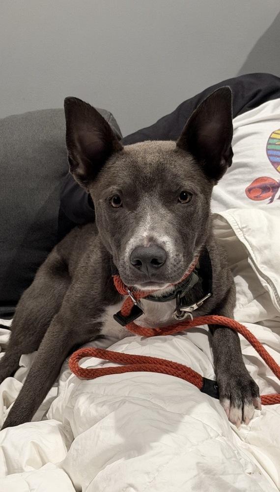 Enlarge Barnaby, a Adoptable mixed breed in Boston, MA image 2/6