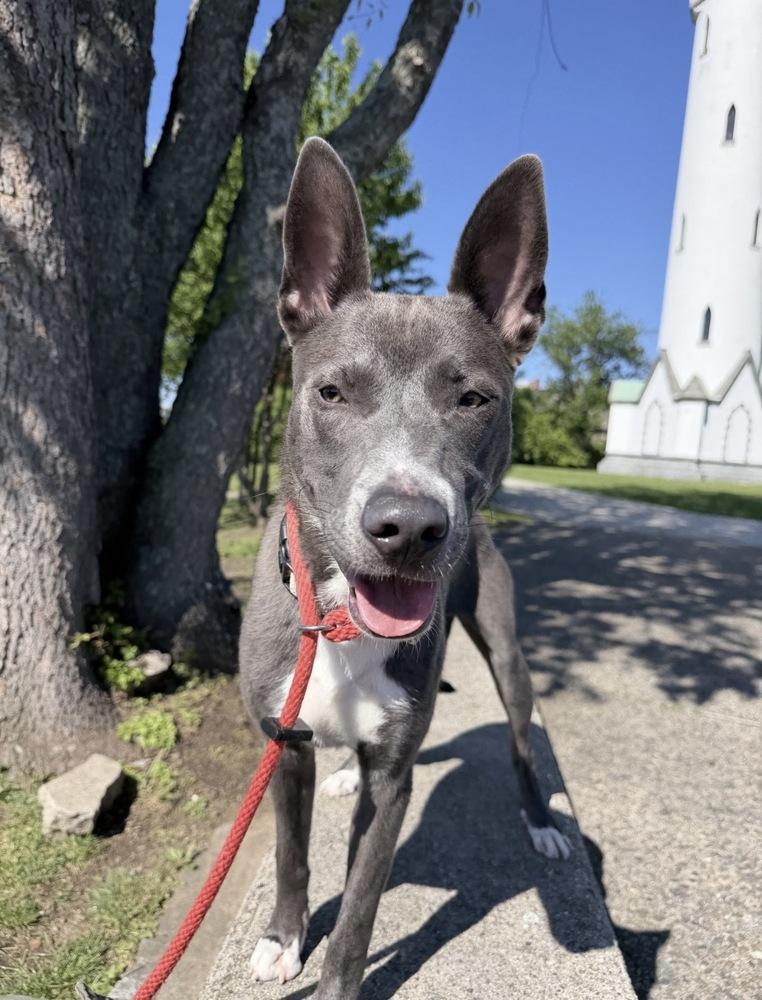 Enlarge Barnaby, a Adoptable mixed breed in Boston, MA image 3/6