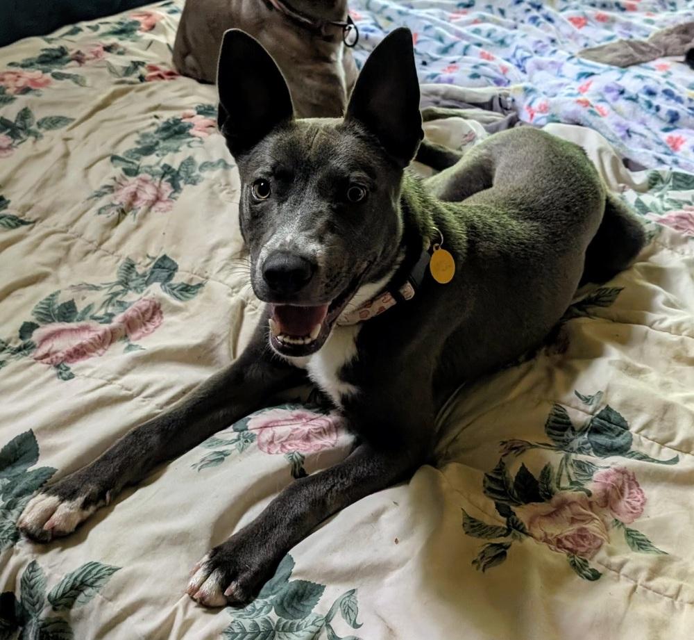 Enlarge Barnaby, a Adoptable mixed breed in Boston, MA image 5/6