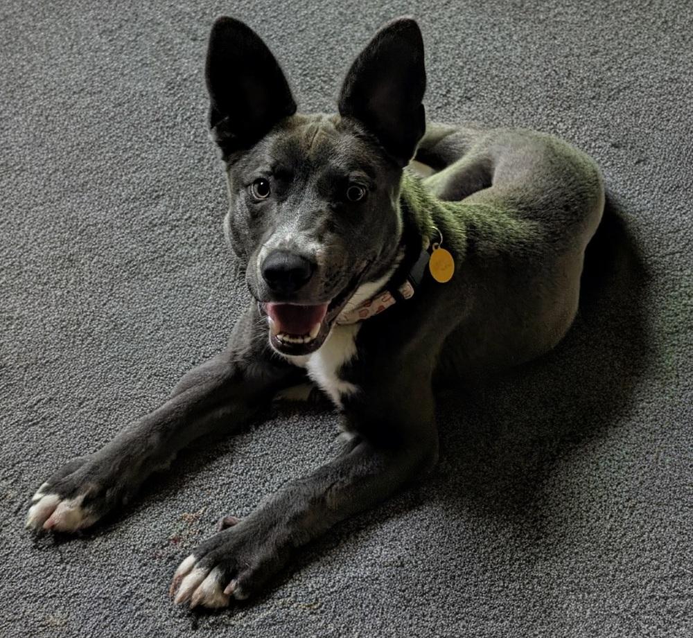 Enlarge Barnaby, a Adoptable mixed breed in Boston, MA image 6/6