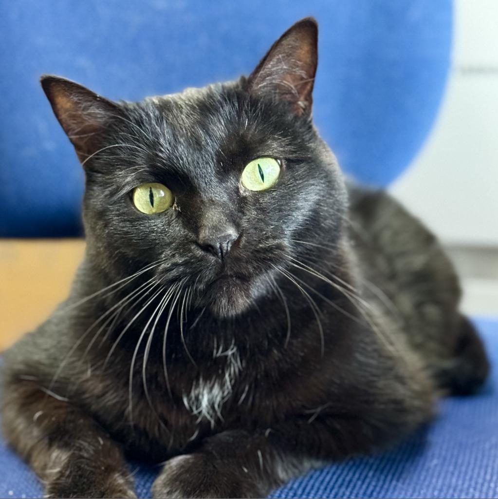 Enlarge Mochi, a Adoptable Domestic Short Hair in Redwood Valley, CA image 1/6