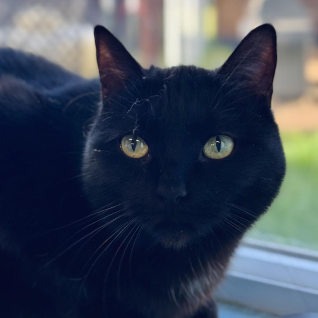 Mochi, a Adoptable Domestic Short Hair in Redwood Valley, CA image 1/6