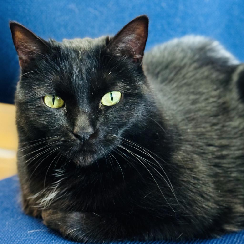 Mochi, a Adoptable Domestic Short Hair in Redwood Valley, CA image 2/6