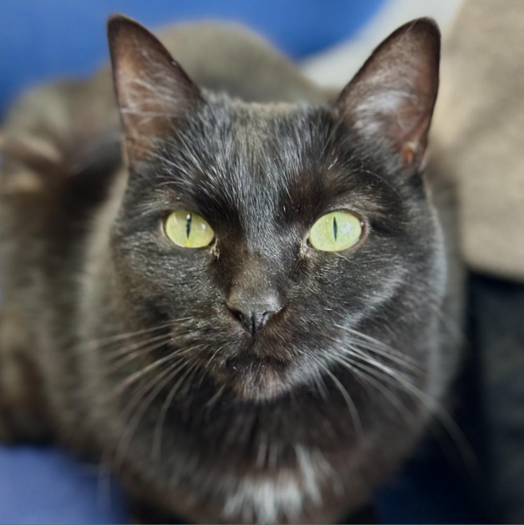 Enlarge Mochi, a Adoptable Domestic Short Hair in Redwood Valley, CA image 2/6