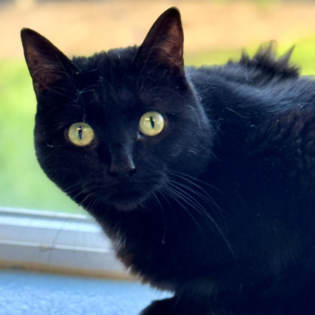 Enlarge Mochi, a Adoptable Domestic Short Hair in Redwood Valley, CA image 5/6