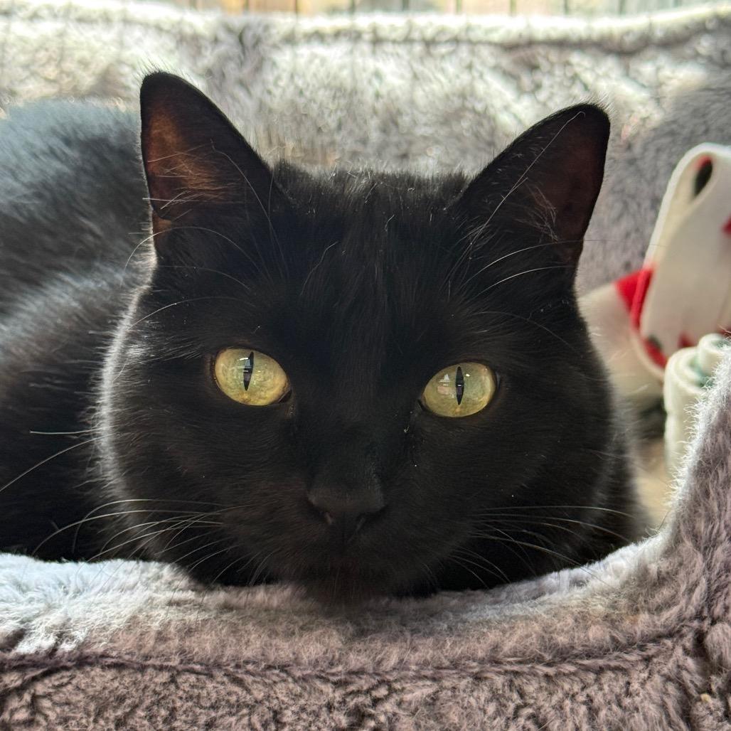Mochi, a Adoptable Domestic Short Hair in Redwood Valley, CA image 6/6