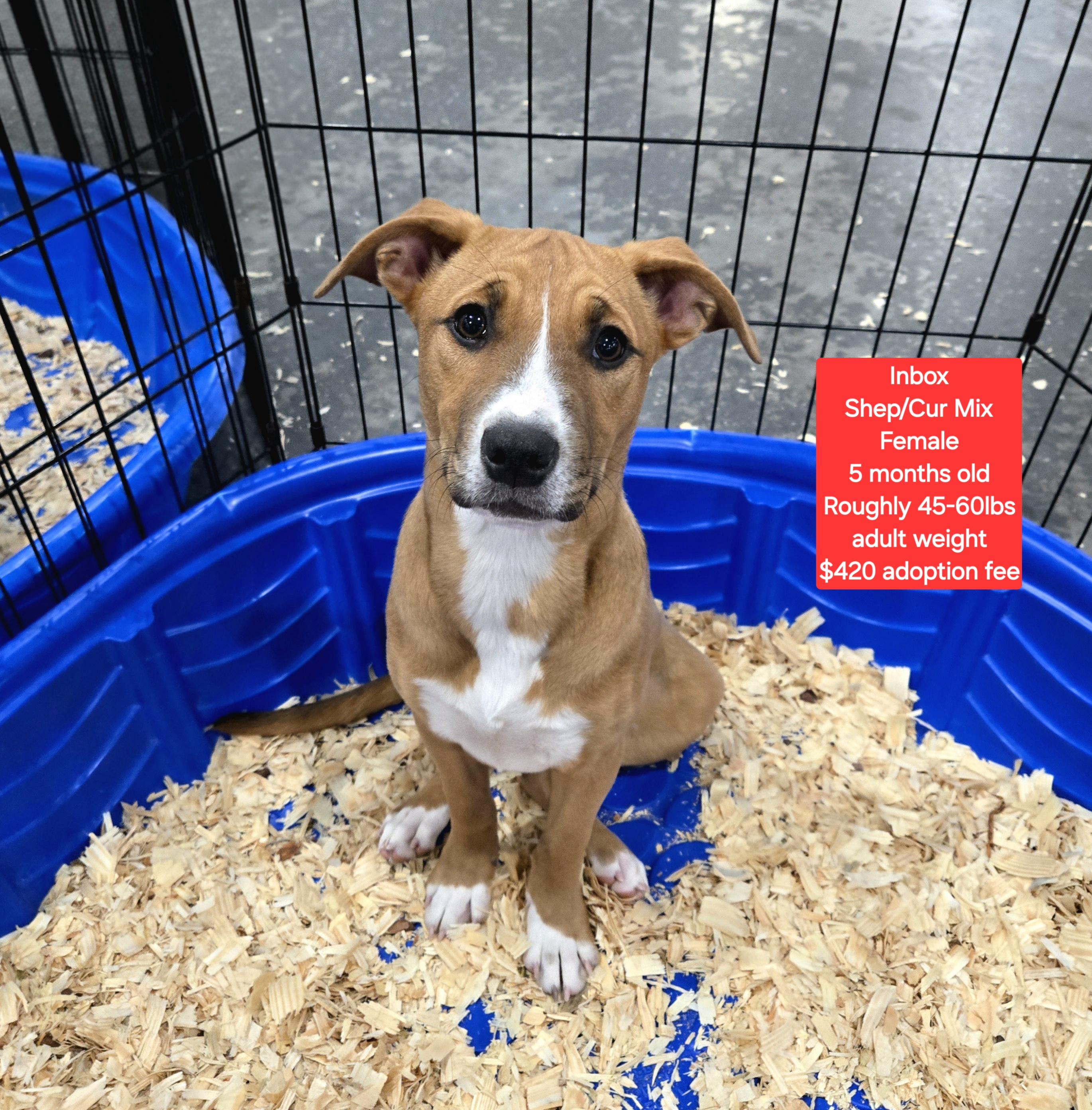 Inbox, ADOPTABLE, Young Female Shepherd & Labrador Retriever.