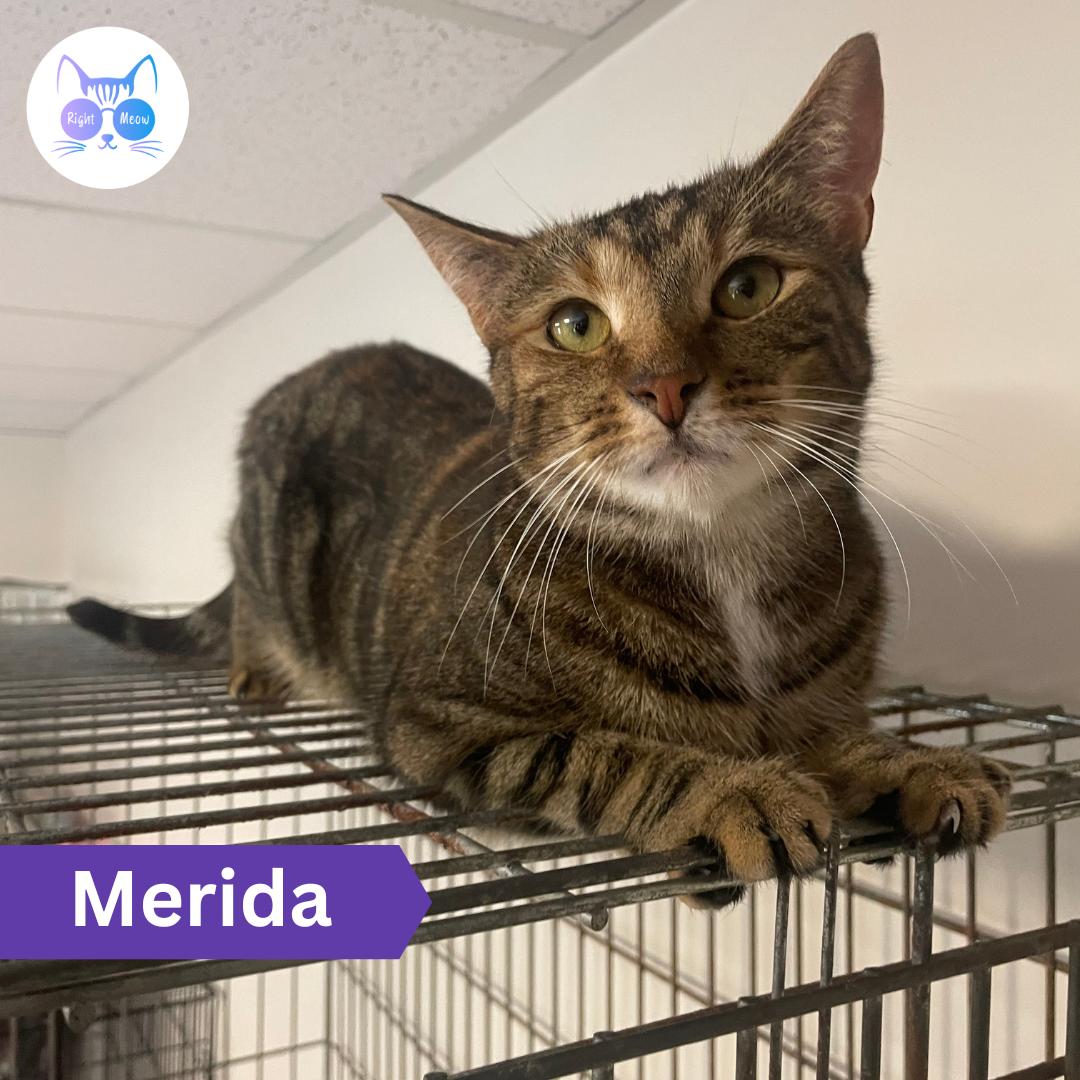 Enlarge Merida, a Adoptable Domestic Short Hair in Penfield, NY image 1/4