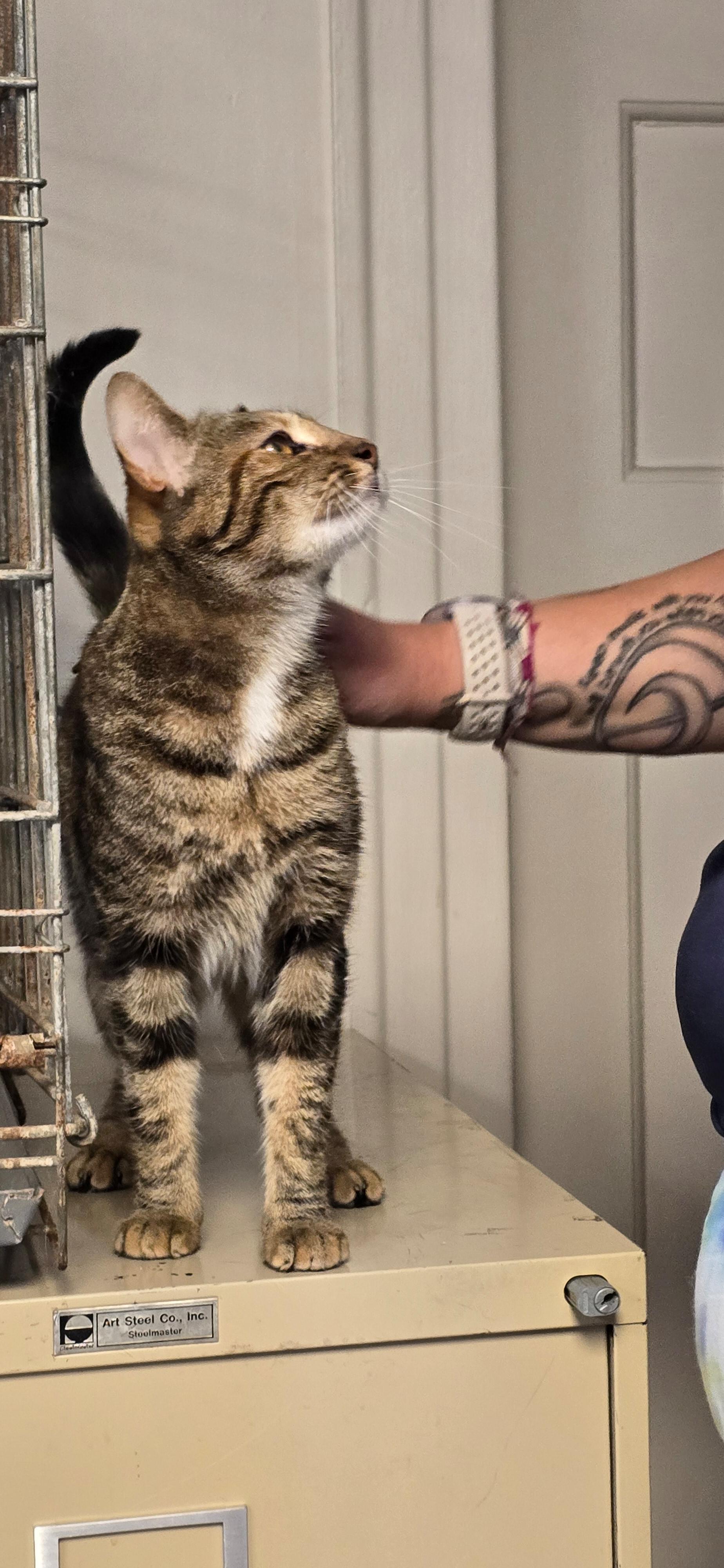 Enlarge Merida, a Adoptable Domestic Short Hair in Penfield, NY image 3/4