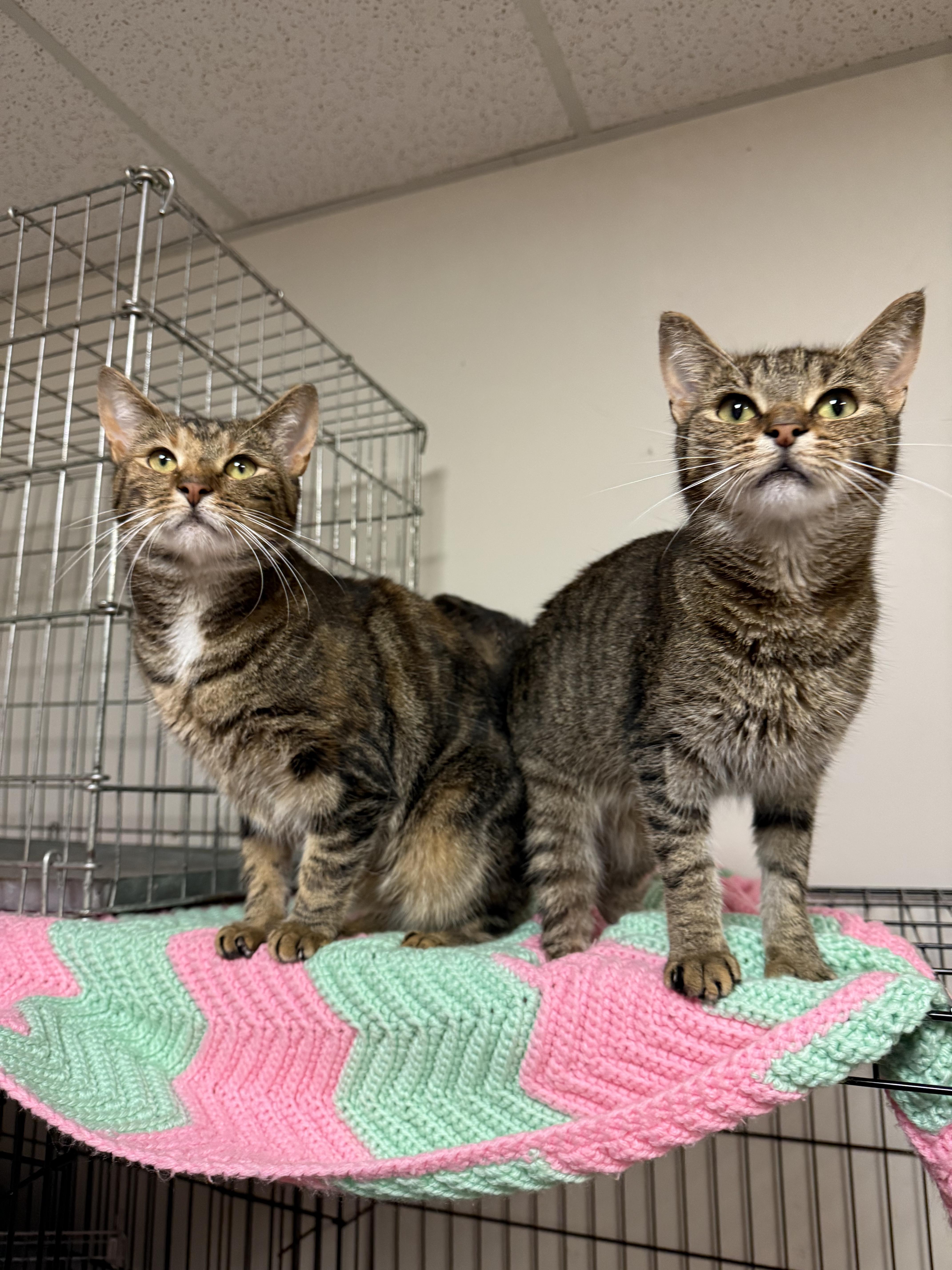 Enlarge Merida, a Adoptable Domestic Short Hair in Penfield, NY image 2/4