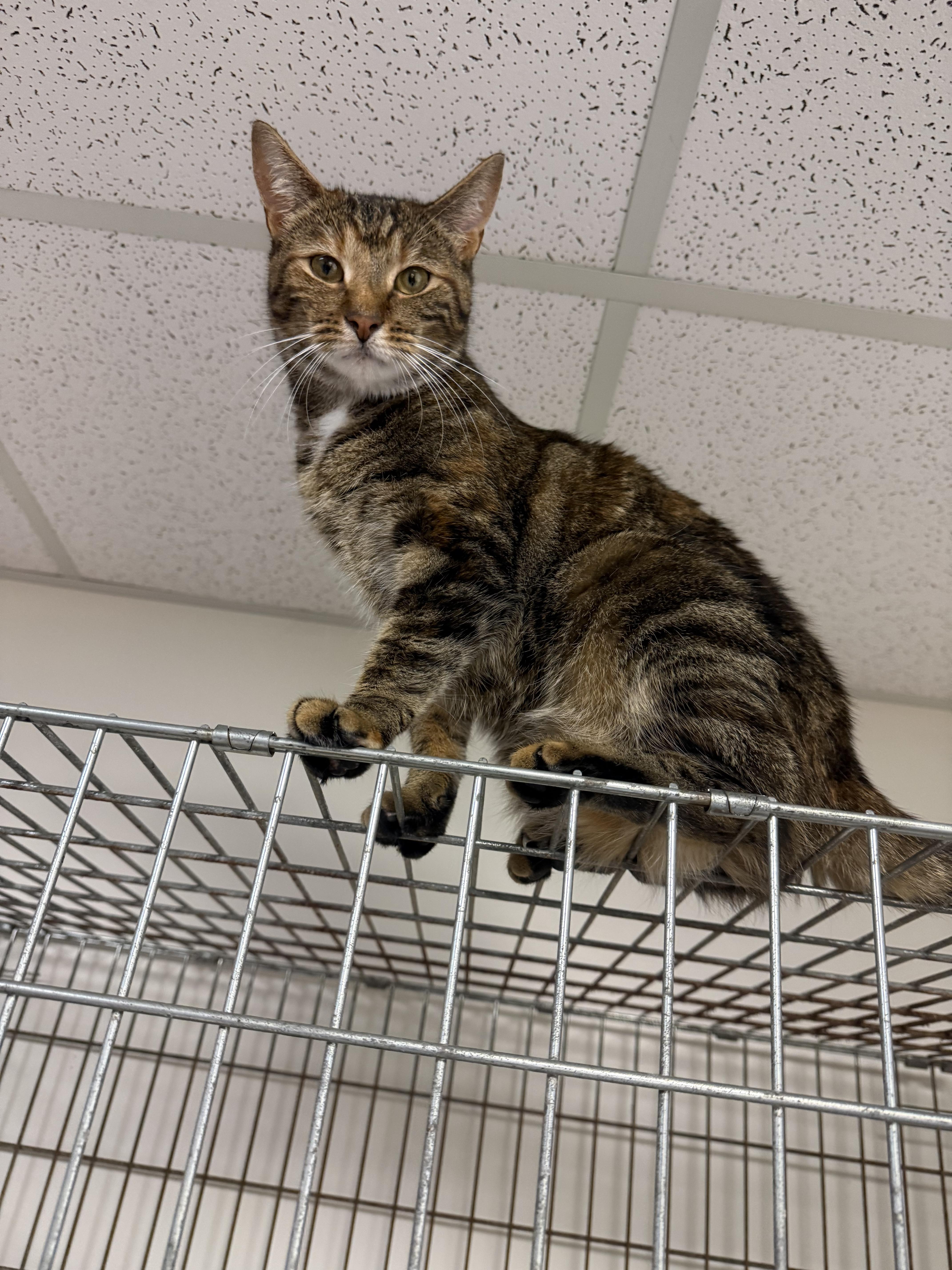 Enlarge Merida, a Adoptable Domestic Short Hair in Penfield, NY image 4/4