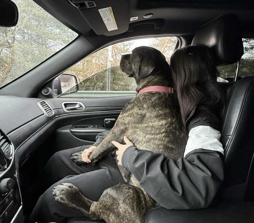 Enlarge Princess Dior, a ADOPTABLE mixed breed in Philadelphia, PA image 4/6