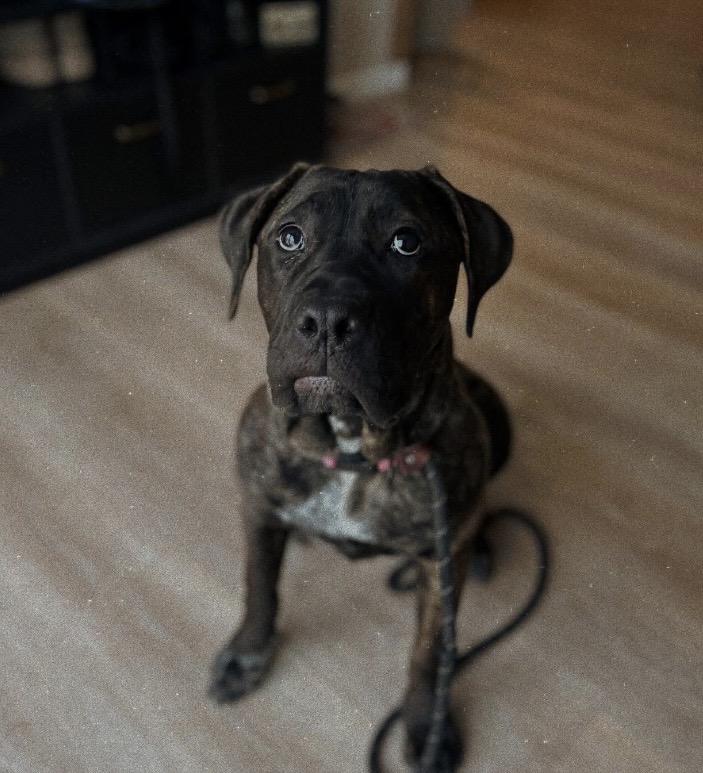 Enlarge Princess Dior, a ADOPTABLE mixed breed in Philadelphia, PA image 5/6