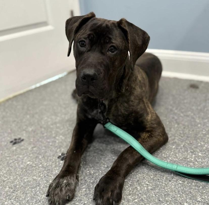 Princess Dior, ADOPTABLE, Puppy Male Presa Canario & Mastiff.