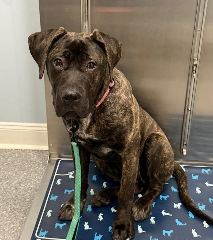 Enlarge Princess Dior, a ADOPTABLE mixed breed in Philadelphia, PA image 3/6