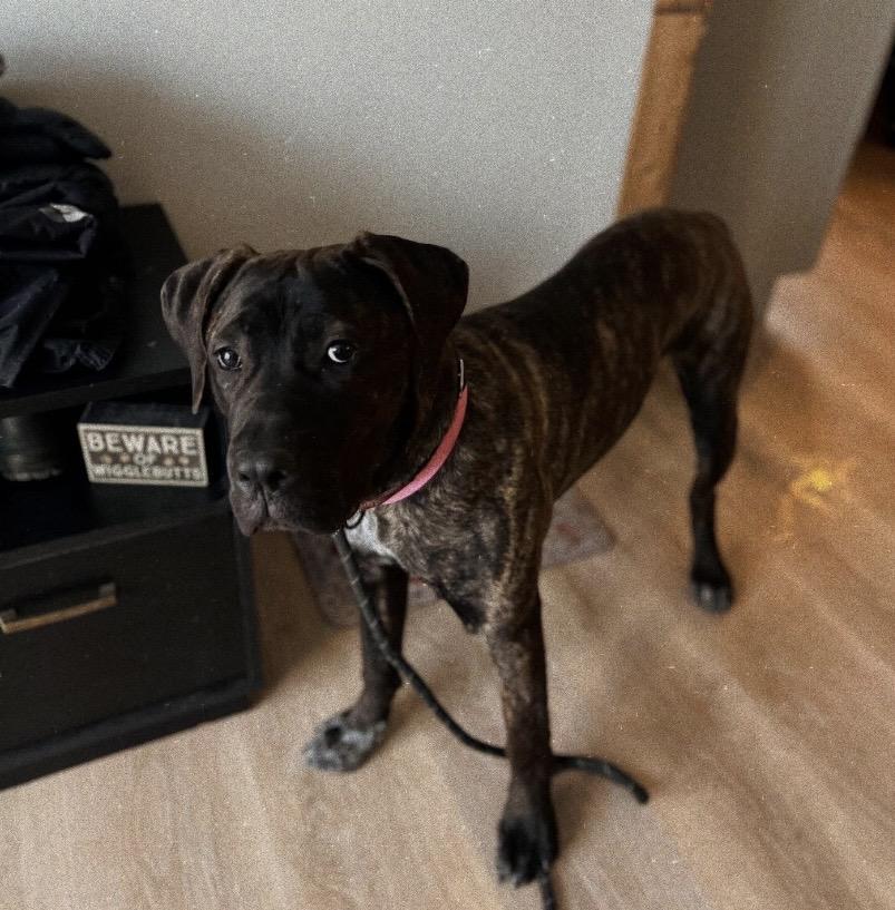 Enlarge Princess Dior, a ADOPTABLE mixed breed in Philadelphia, PA image 2/6