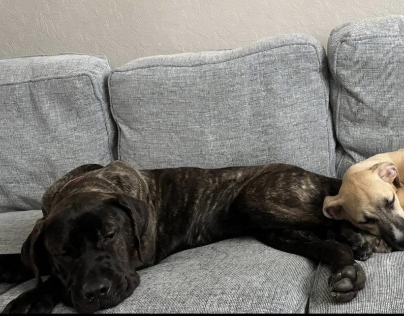 Enlarge Princess Dior, a ADOPTABLE mixed breed in Philadelphia, PA image 6/6