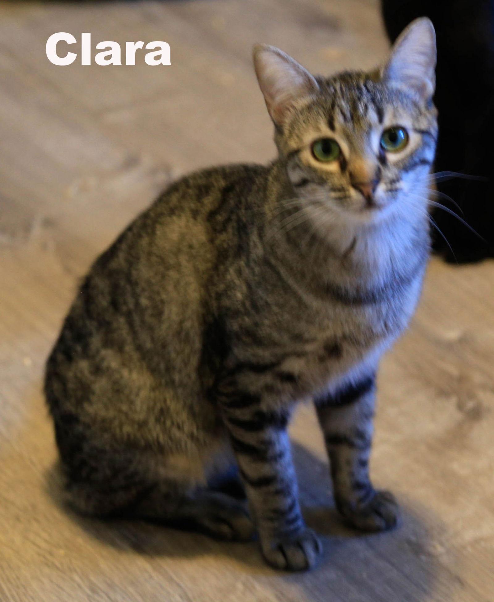 Enlarge Clara (NapaHM), a Adoptable Domestic Short Hair in Napa, CA image 1/4
