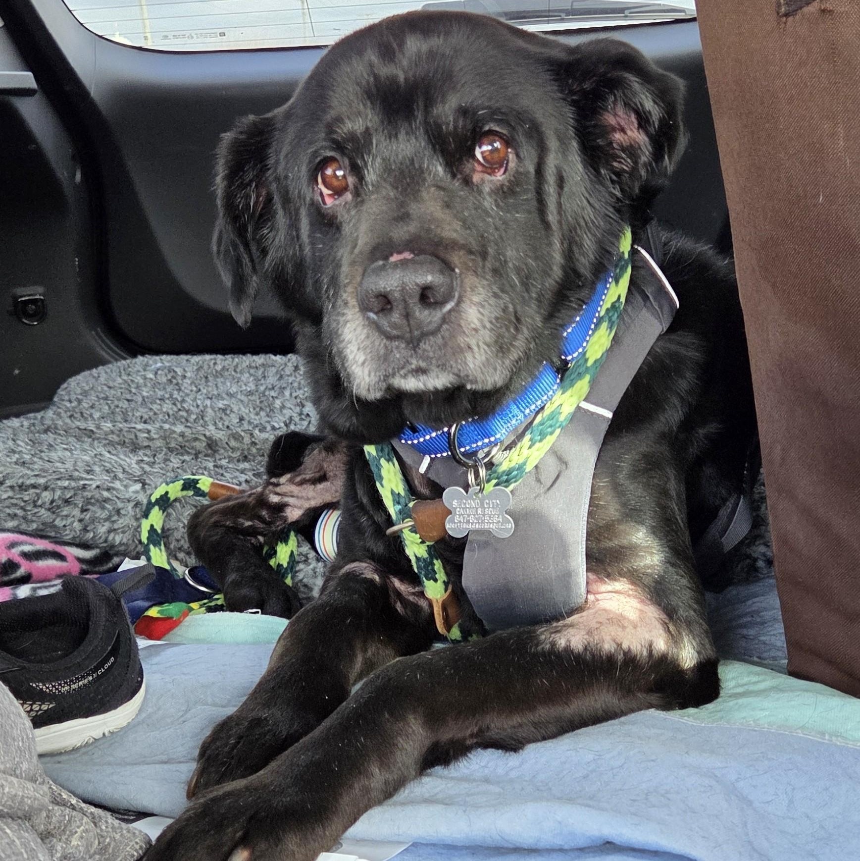 Resin, an adoptable mixed breed in Palatine, IL image 4/5