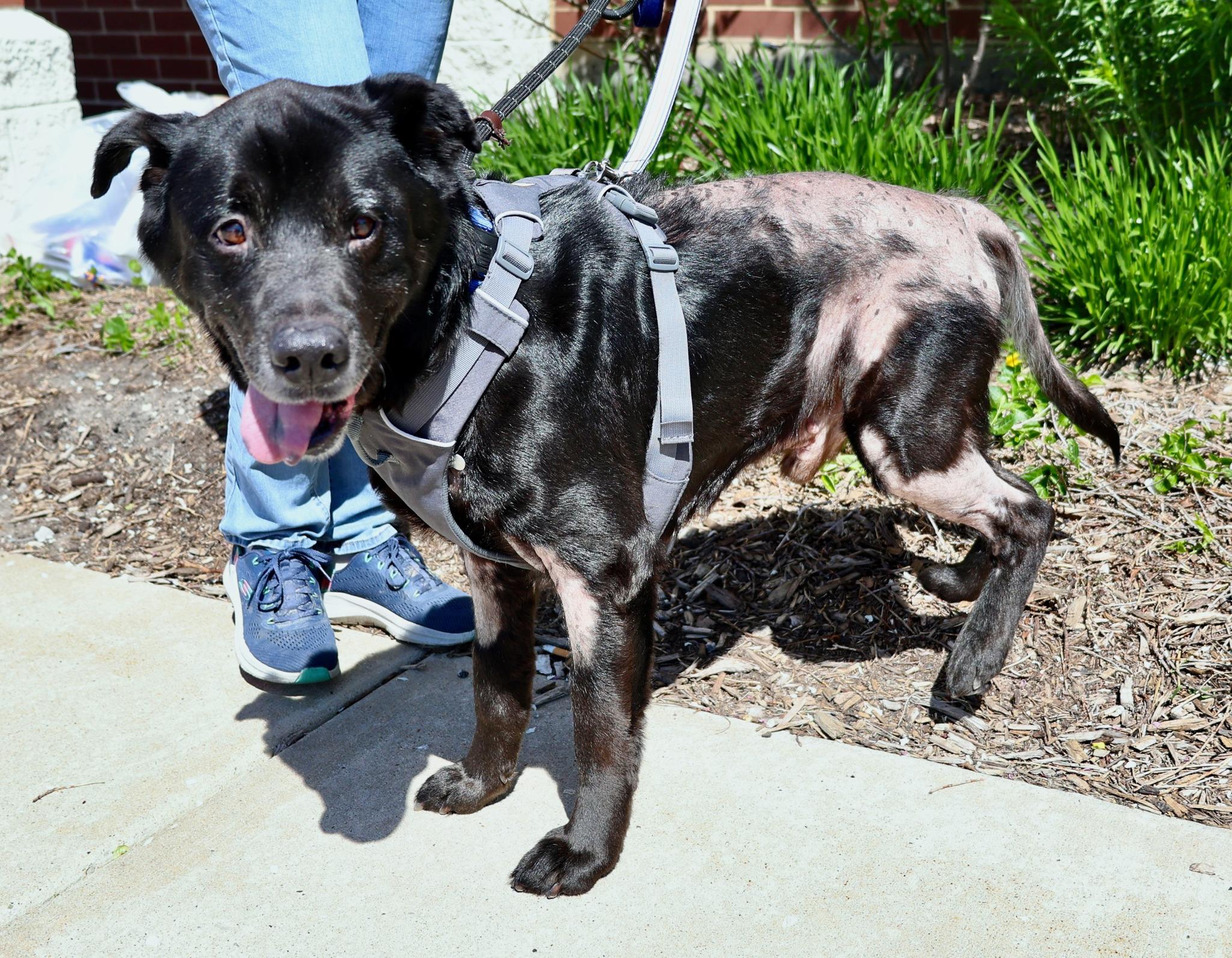 Resin, an adoptable mixed breed in Palatine, IL image 6/6