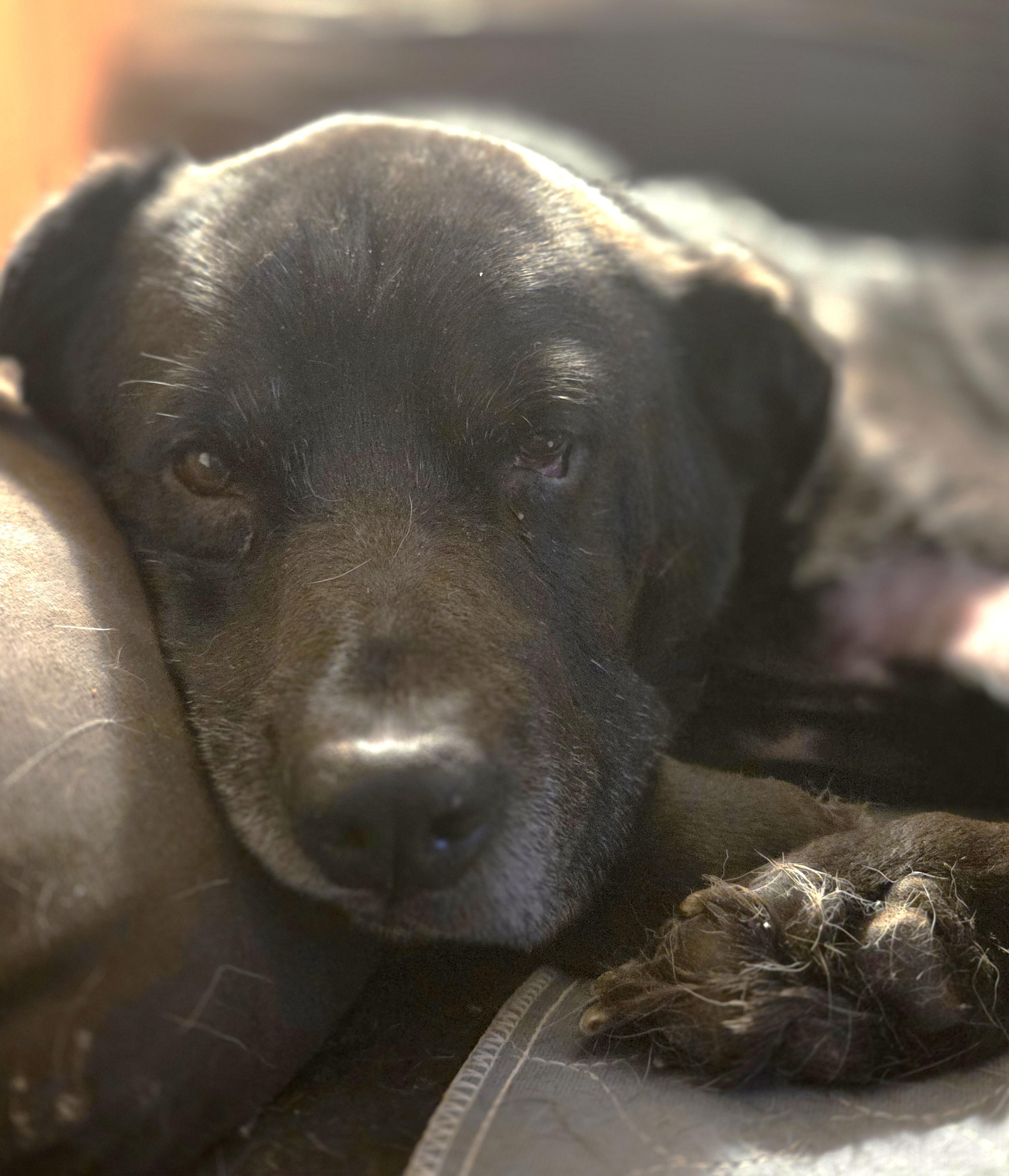 Resin, an adoptable mixed breed in Palatine, IL image 1/5