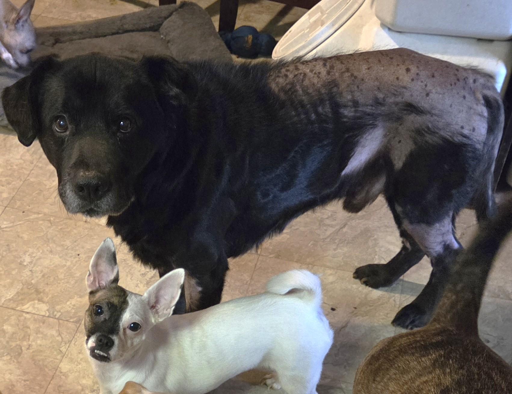 Resin, an adoptable mixed breed in Palatine, IL image 5/5