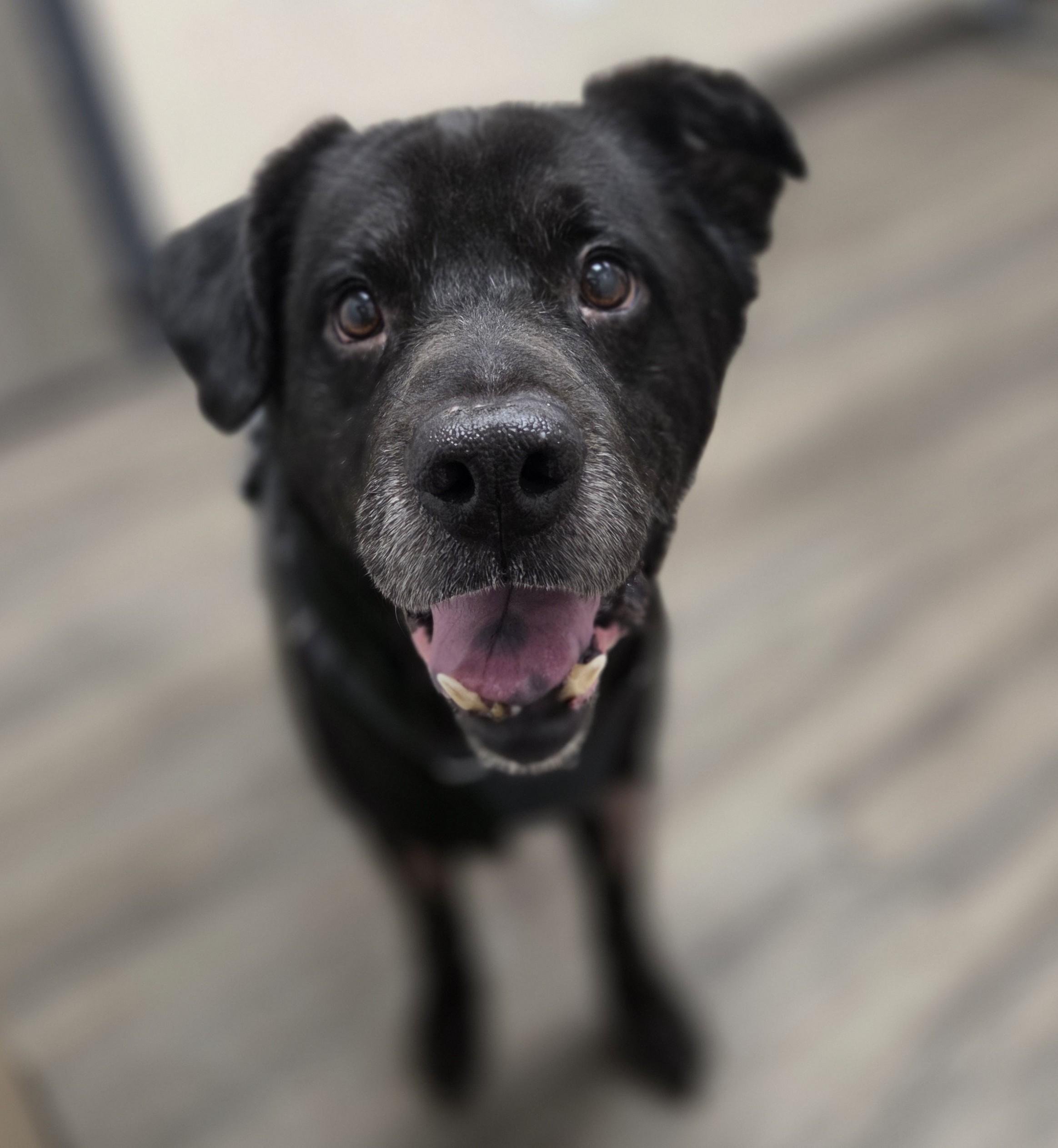 Resin, an adoptable mixed breed in Palatine, IL image 2/5