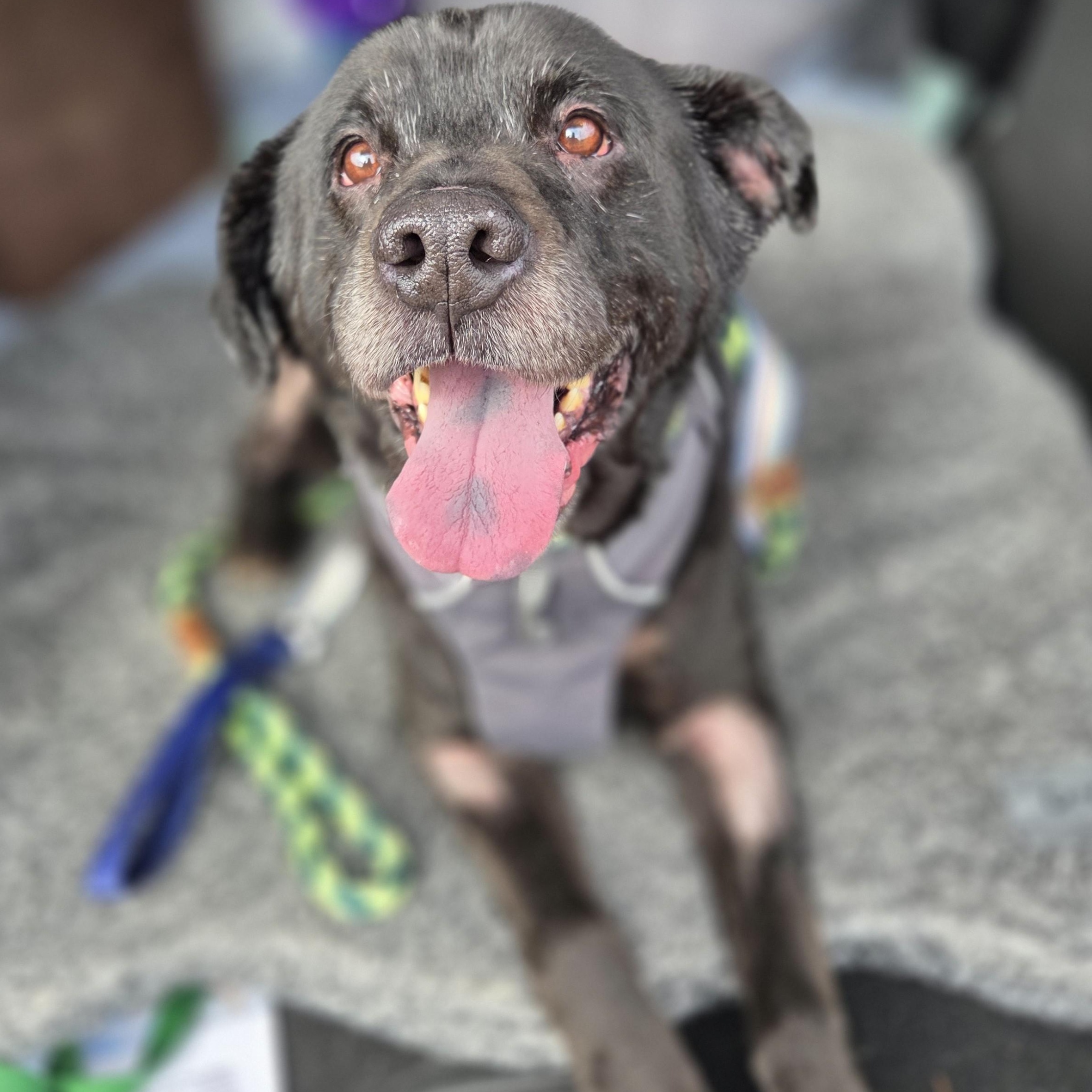 Resin, an adoptable mixed breed in Palatine, IL image 3/5