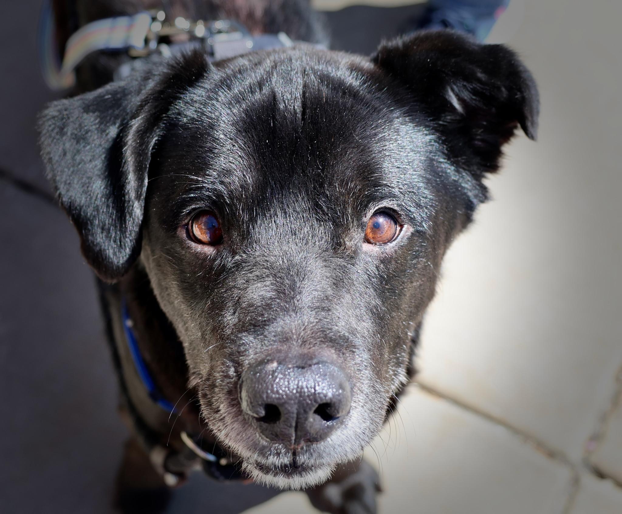 Resin, adoptable, Senior Male Retriever & Mixed Breed.