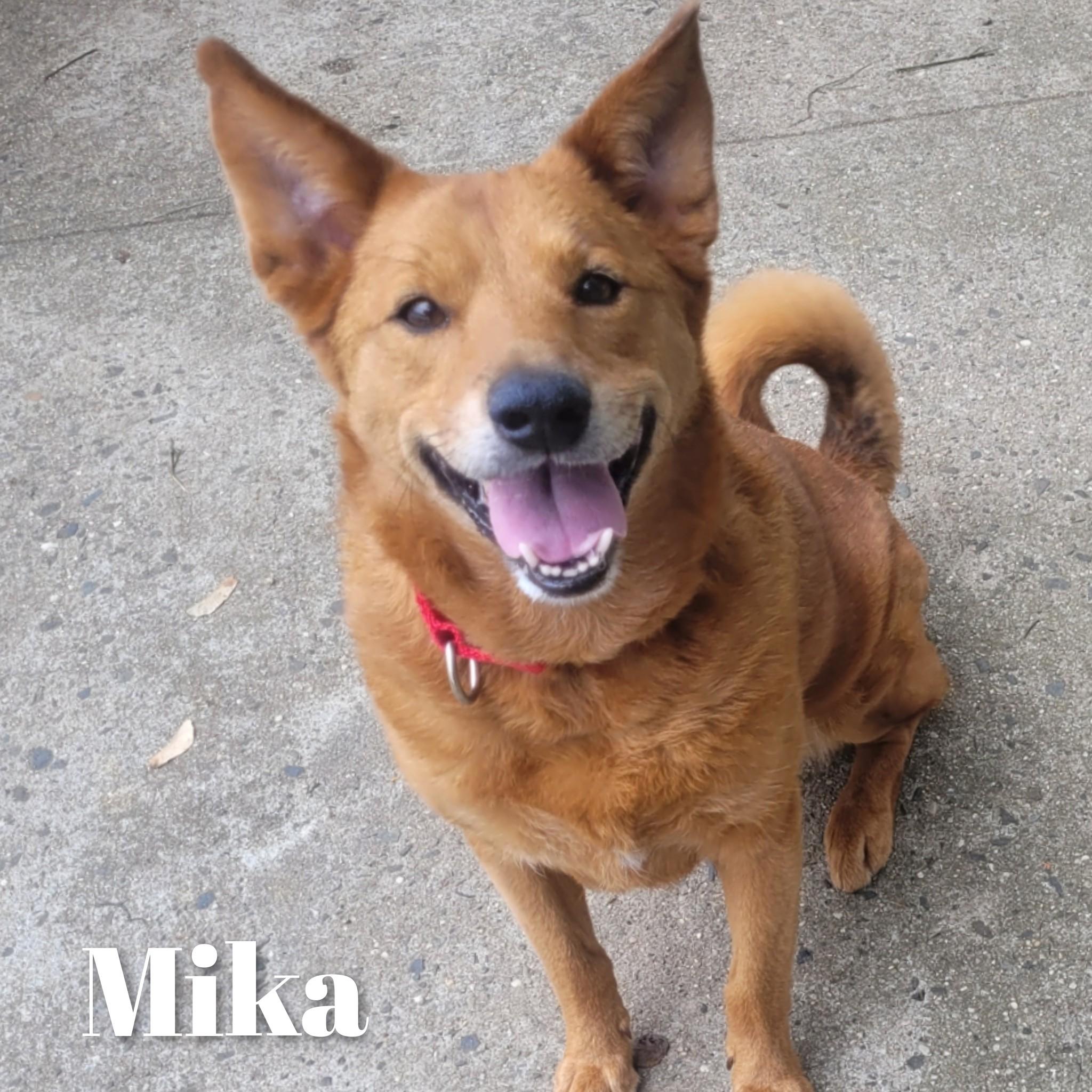 Mika, a Adoptable Shepherd in Bayside, NY image 2/3